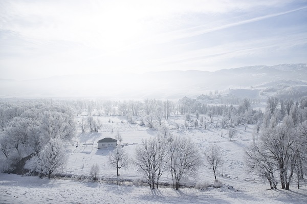 Foto - Ağaçlar buz tuttu ortaya bu manzara çıktı