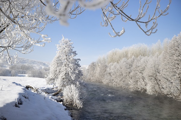 Foto - Ağaçlar buz tuttu ortaya bu manzara çıktı