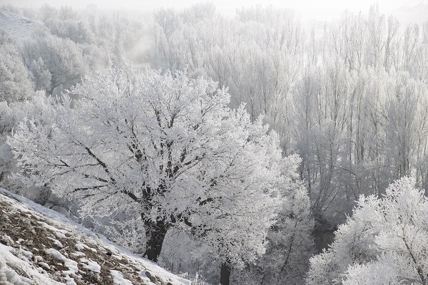 Foto - Ağaçlar buz tuttu ortaya bu manzara çıktı