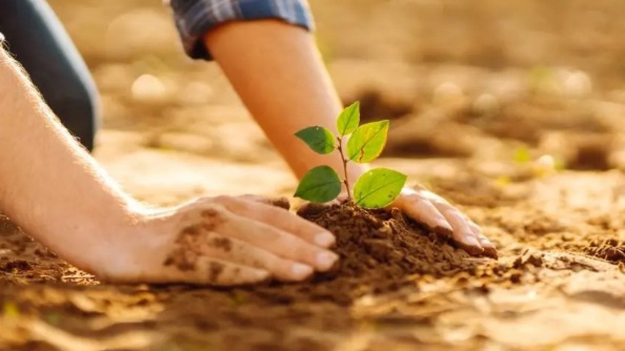‘Ağaçlar kesiliyor’ iftirasına en güzel cevap! Darıca’da 100 zeytin fidanı toprakla buluşturuldu