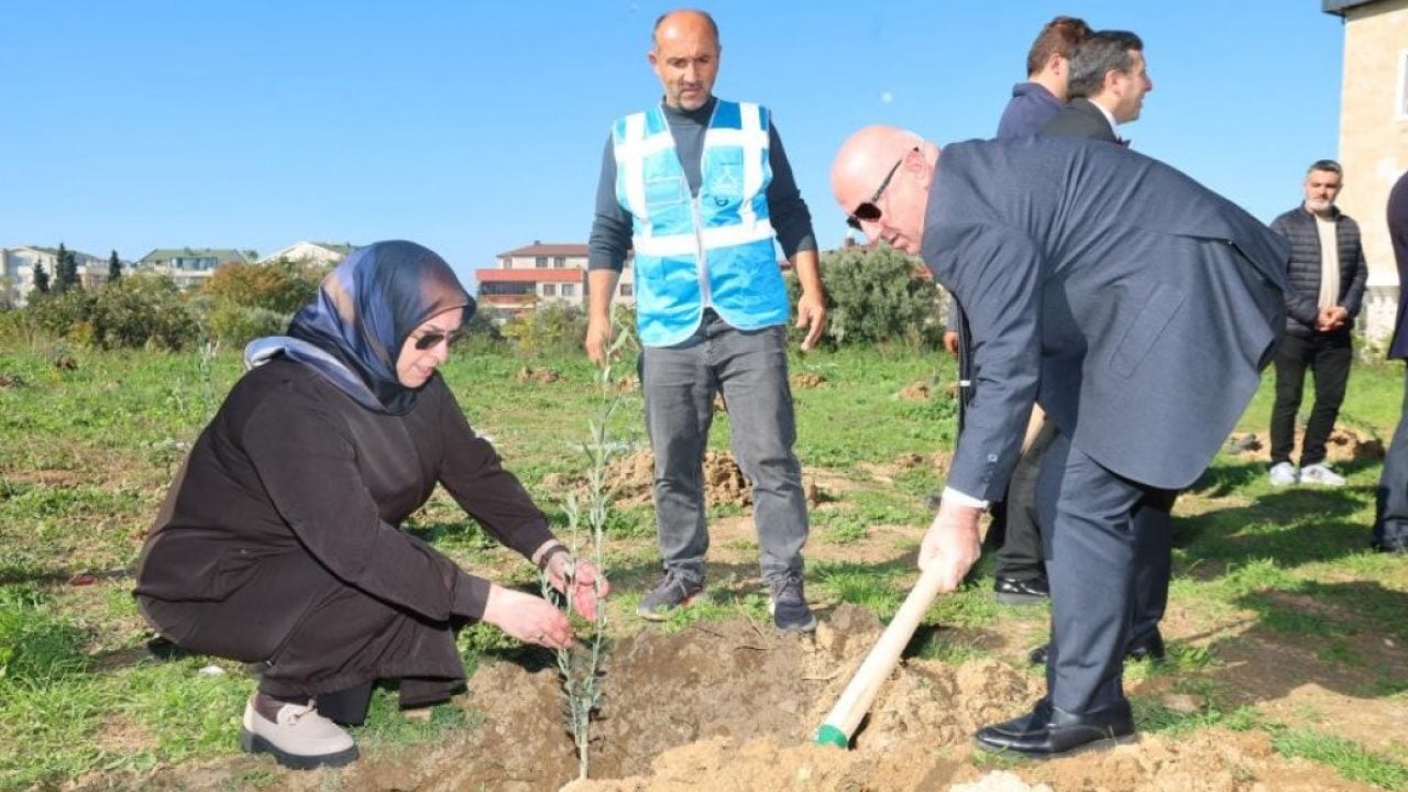 Foto - ‘Ağaçlar kesiliyor’ iftirasına en güzel cevap! Darıca’da 100 zeytin fidanı toprakla buluşturuldu