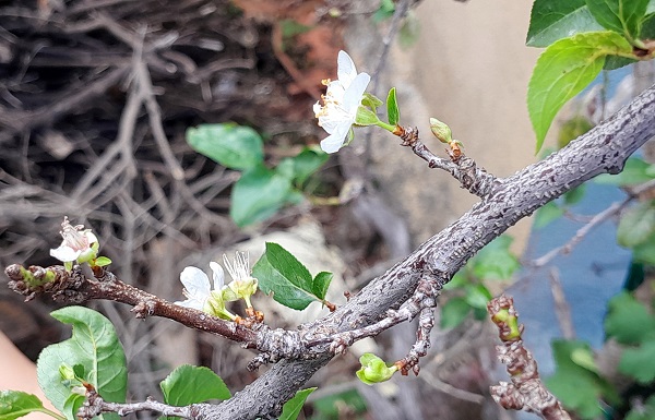 Foto - Ağaçlar mevsimi karıştırdı! Herkes şaşkın