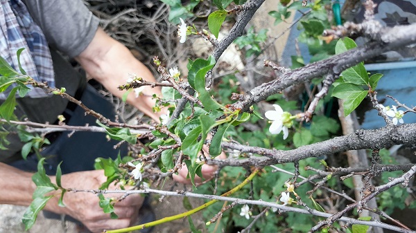 Foto - Ağaçlar mevsimi karıştırdı! Herkes şaşkın