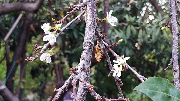 Foto - Ağaçlar mevsimi karıştırdı! Herkes şaşkın