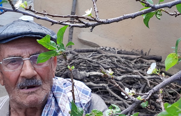 Ağaçlar mevsimi karıştırdı! Herkes şaşkın