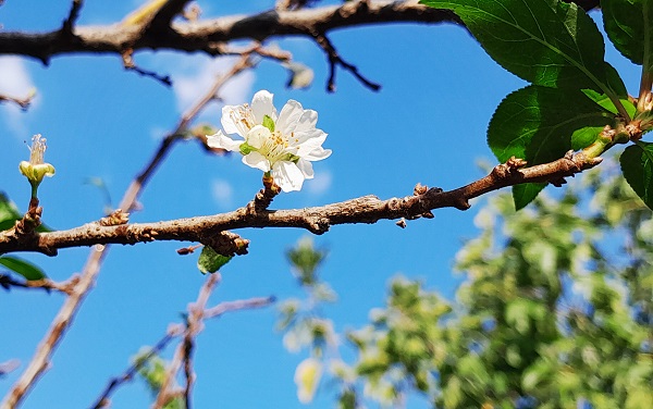 Foto - Ağaçlar mevsimi karıştırdı! Herkes şaşkın