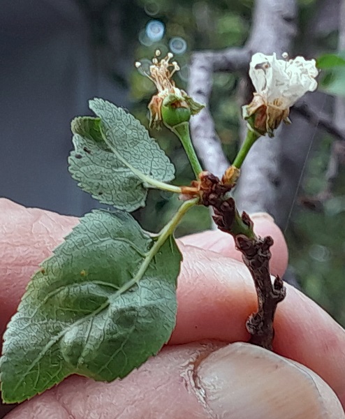 Foto - Ağaçlar mevsimi karıştırdı! Herkes şaşkın