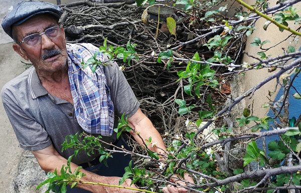 Foto - Ağaçlar mevsimi karıştırdı! Herkes şaşkın