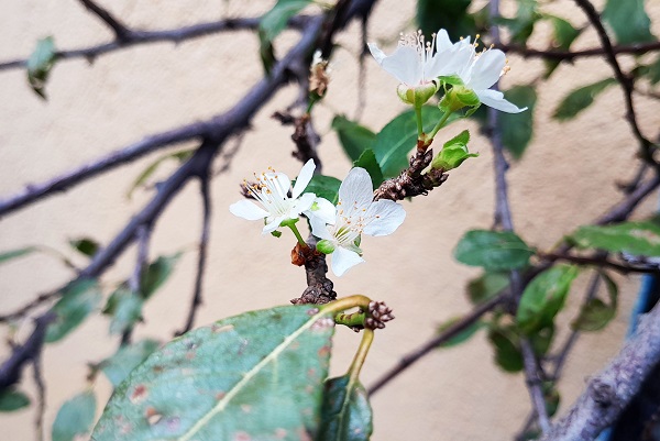 Foto - Ağaçlar mevsimi karıştırdı! Herkes şaşkın