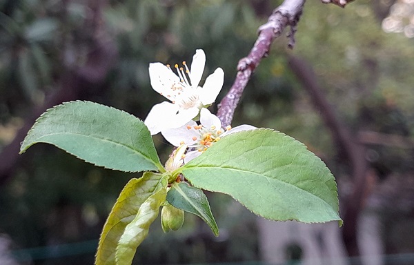 Foto - Ağaçlar mevsimi karıştırdı! Herkes şaşkın