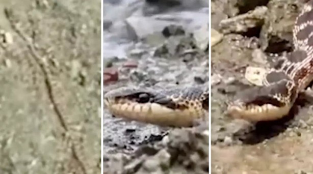 Foto - Ağaçta asılı görenler dehşete düştü! Türkiye'de yaşayan en büyük yılan ortaya çıktı