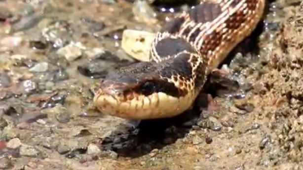 Foto - Ağaçta asılı görenler dehşete düştü! Türkiye'de yaşayan en büyük yılan ortaya çıktı