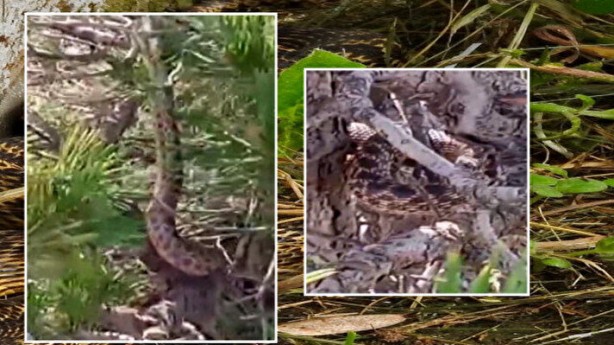 Ağaçta asılı görenler dehşete düştü! Türkiye'de yaşayan en büyük yılan ortaya çıktı