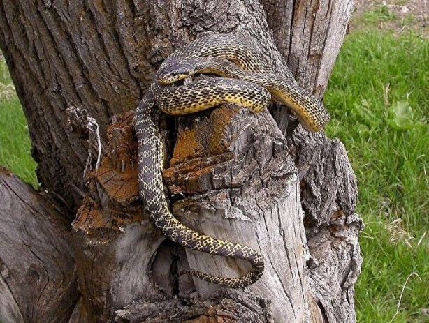 Foto - Ağaçta asılı görenler dehşete düştü! Türkiye'de yaşayan en büyük yılan ortaya çıktı