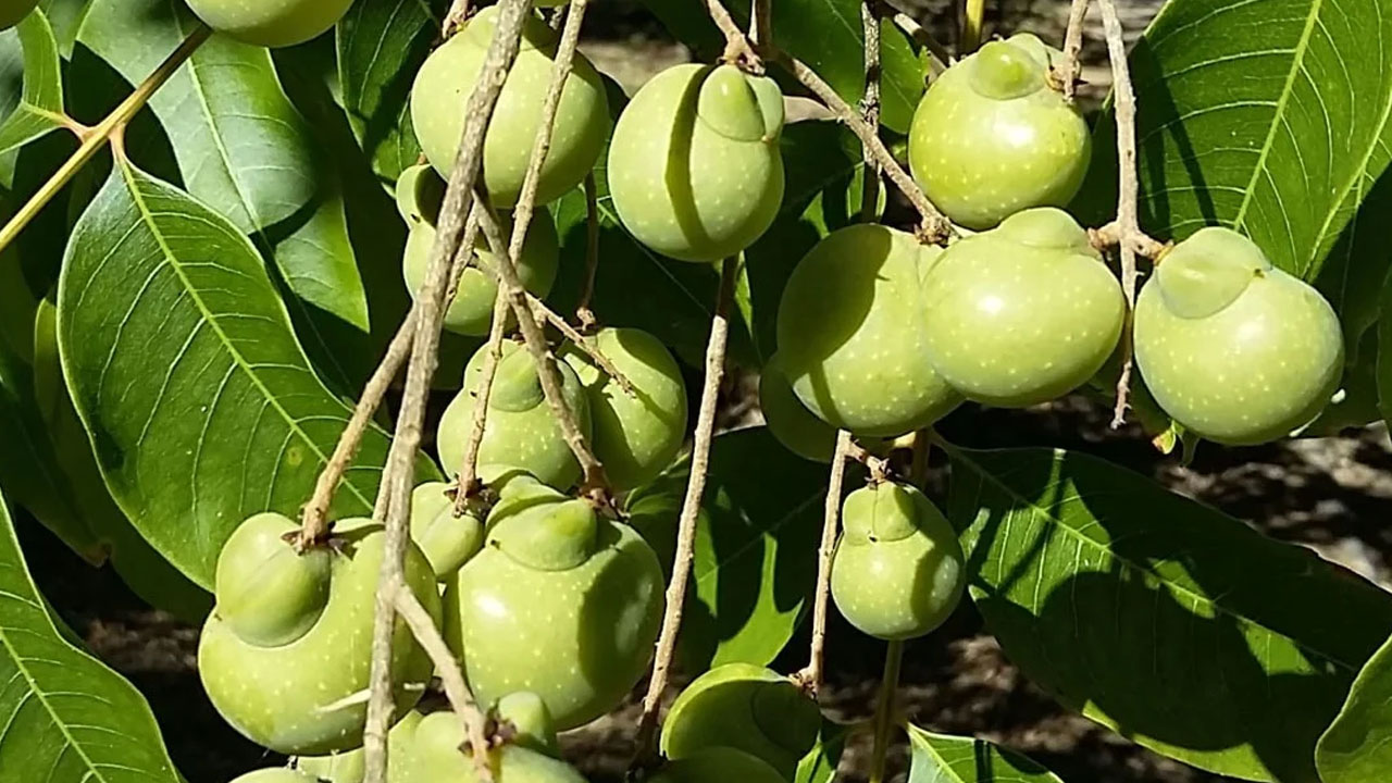 Foto - Ağaçtan toplandığı gibi çamaşır makinesine gidiyor: Sadece Trabzon, Adana’da yetişiyor! 