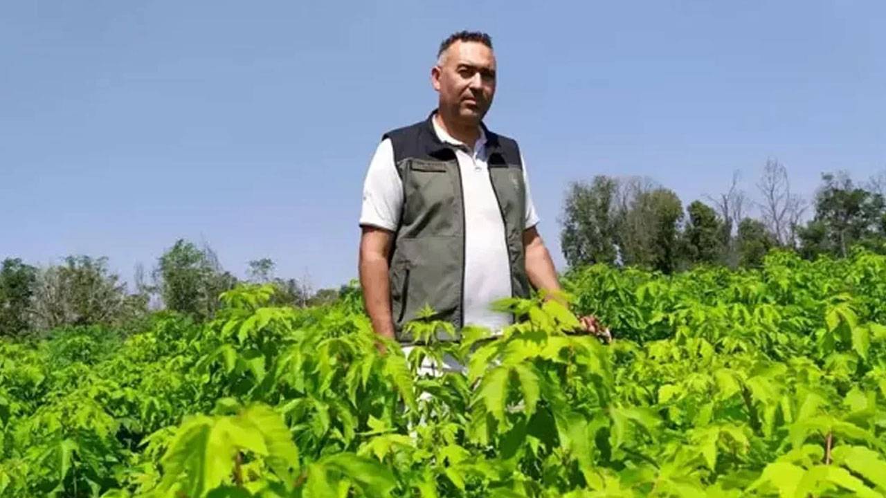 Foto - Ağaçtan toplandığı gibi çamaşır makinesine gidiyor: Sadece Trabzon, Adana’da yetişiyor! 