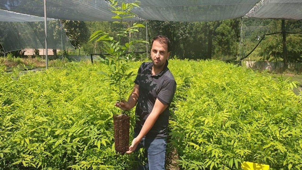 Foto - Ağaçtan toplandığı gibi çamaşır makinesine gidiyor: Sadece Trabzon, Adana’da yetişiyor! 