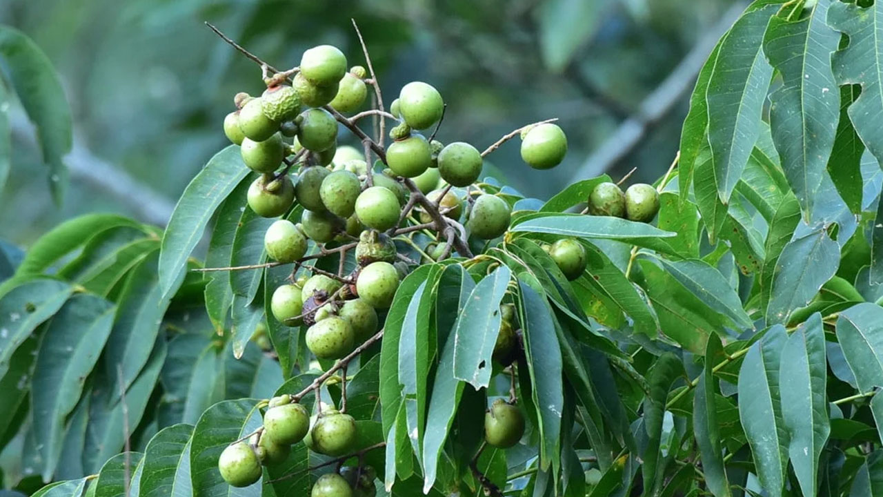 Foto - Ağaçtan toplandığı gibi çamaşır makinesine gidiyor: Sadece Trabzon, Adana’da yetişiyor! 