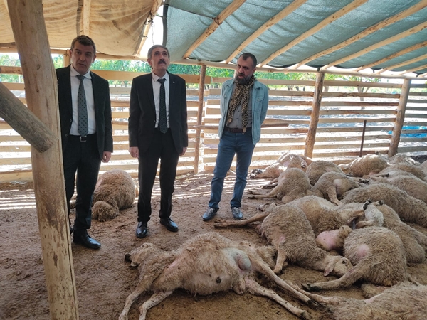 Foto - Ağıla giren kurt sürüsü onlarca koyunu telef etti