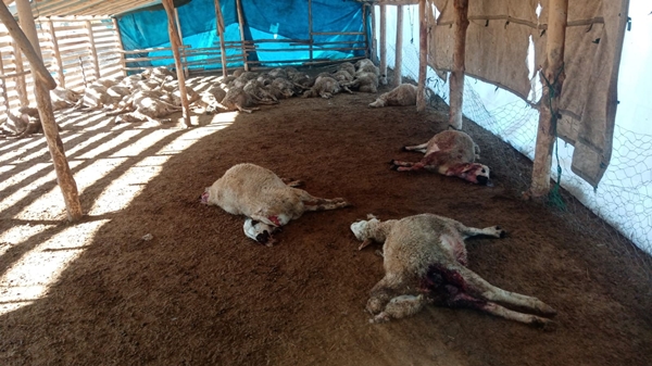 Foto - Ağıla giren kurt sürüsü onlarca koyunu telef etti