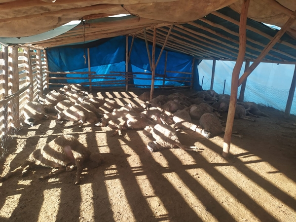 Foto - Ağıla giren kurt sürüsü onlarca koyunu telef etti