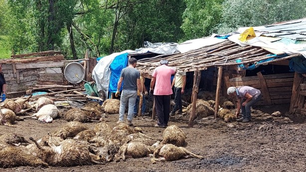 Ağıla saldıran kurt koyunları telef etti! 