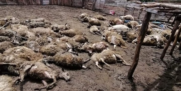 Foto - Ağıla saldıran kurt koyunları telef etti! 