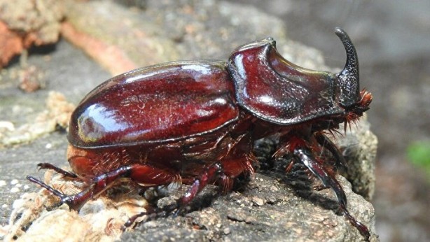 Foto - Ağırlığının 850 kat fazlasını taşıyabilen gergedan böceği nedir, nerede yaşarlar?