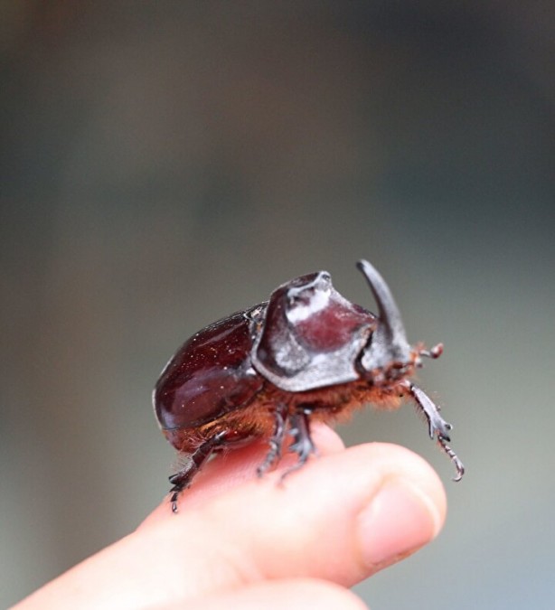 Foto - Ağırlığının 850 kat fazlasını taşıyabilen gergedan böceği nedir, nerede yaşarlar?