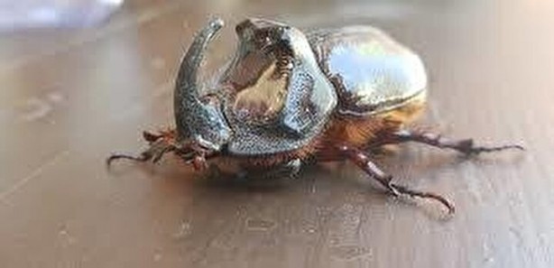 Foto - Ağırlığının 850 kat fazlasını taşıyabilen gergedan böceği nedir, nerede yaşarlar?