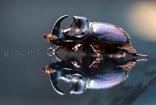 Foto - Ağırlığının 850 kat fazlasını taşıyabilen gergedan böceği nedir, nerede yaşarlar?