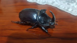 Foto - Ağırlığının 850 kat fazlasını taşıyabilen gergedan böceği nedir, nerede yaşarlar?