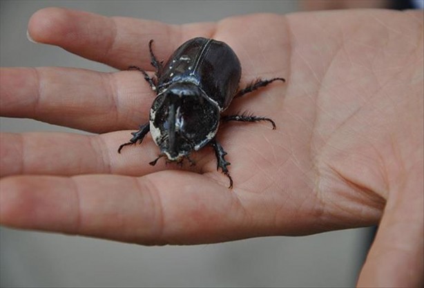 Foto - Ağırlığının 850 kat fazlasını taşıyabilen gergedan böceği nedir, nerede yaşarlar?