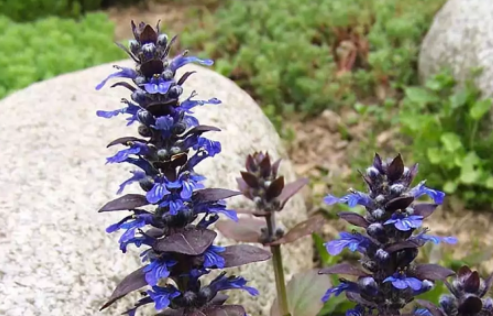 Foto - Ağız kokusundan bunalanlar dikkat! Neler iyi gelir? İşte detaylar…