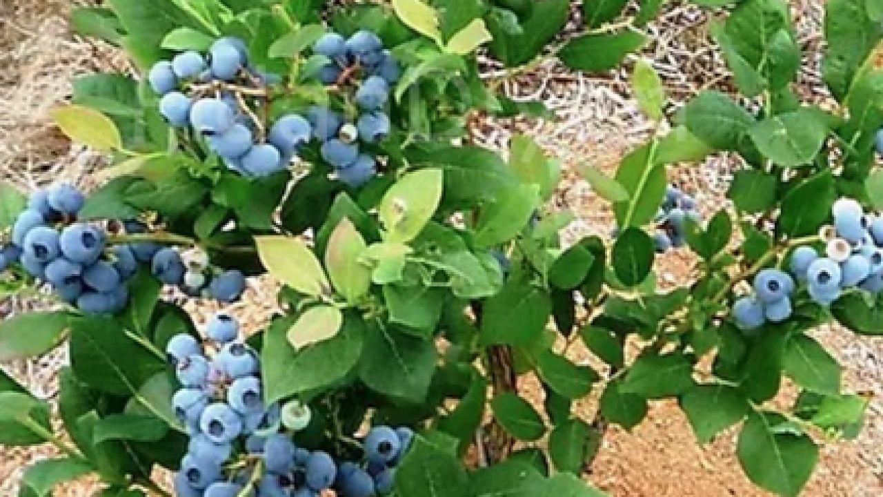 Foto - Ağız ile ilgili o tavsiye verildi: Yaban mersini suyu asitleri engelliyor... Herkes 'bu nasıl olur' diyor