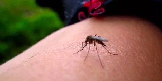 Ağızlarının tadını biliyorlar! Sivrisinekler, o kan grubundan olanları daha fazla ısırıyor! İşte şimdi hapı yuttular