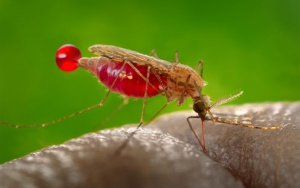 Foto - Ağızlarının tadını biliyorlar! Sivrisinekler, o kan grubundan olanları daha fazla ısırıyor! İşte şimdi hapı yuttular