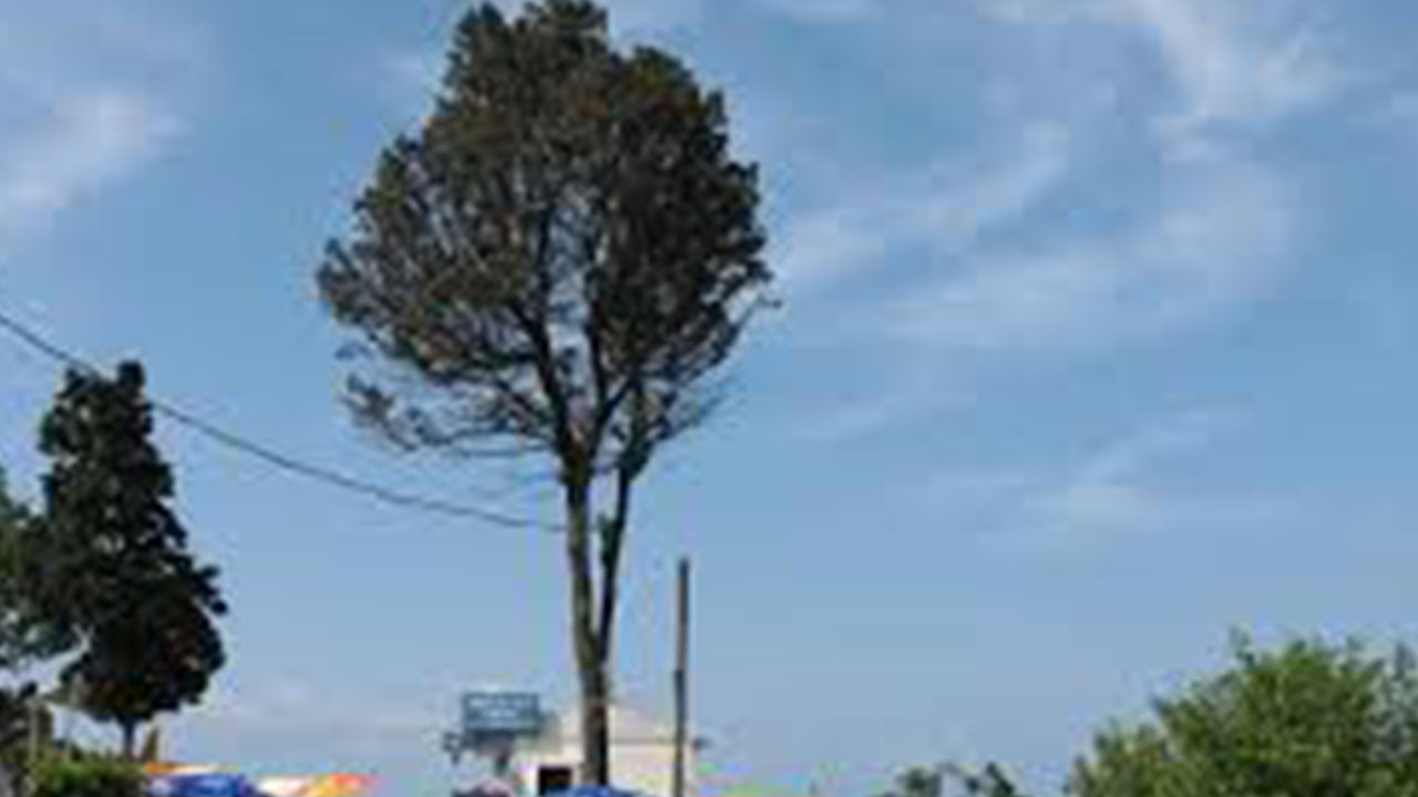 Foto - Ağlayan ağaç neden kesildi: Ciddi şüpheler var