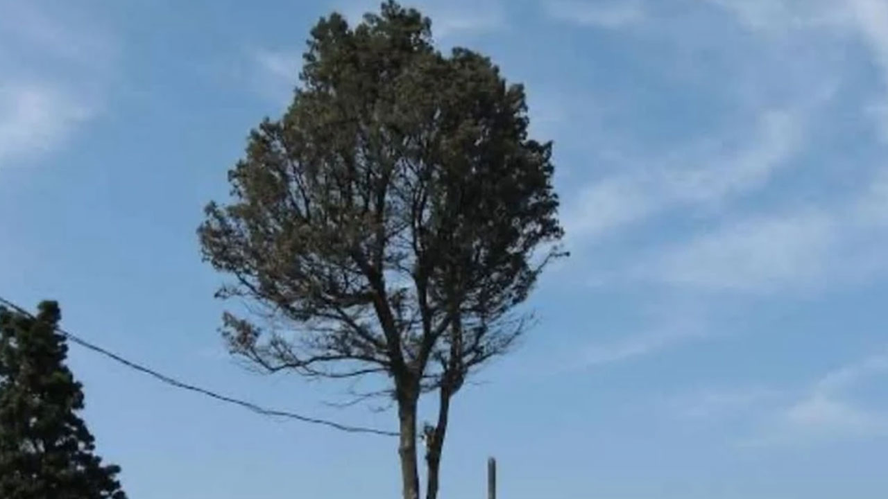Foto - Ağlayan ağaç neden kesildi: Ciddi şüpheler var