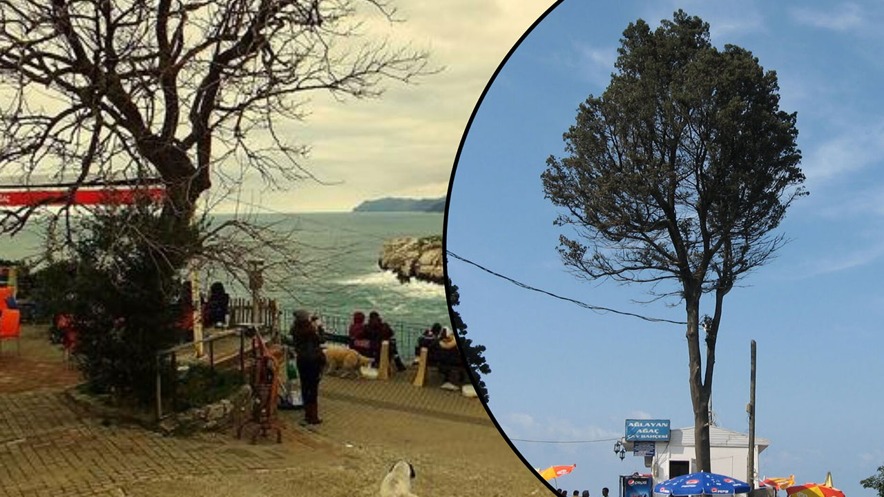 Foto - Ağlayan ağaç neden kesildi: Ciddi şüpheler var