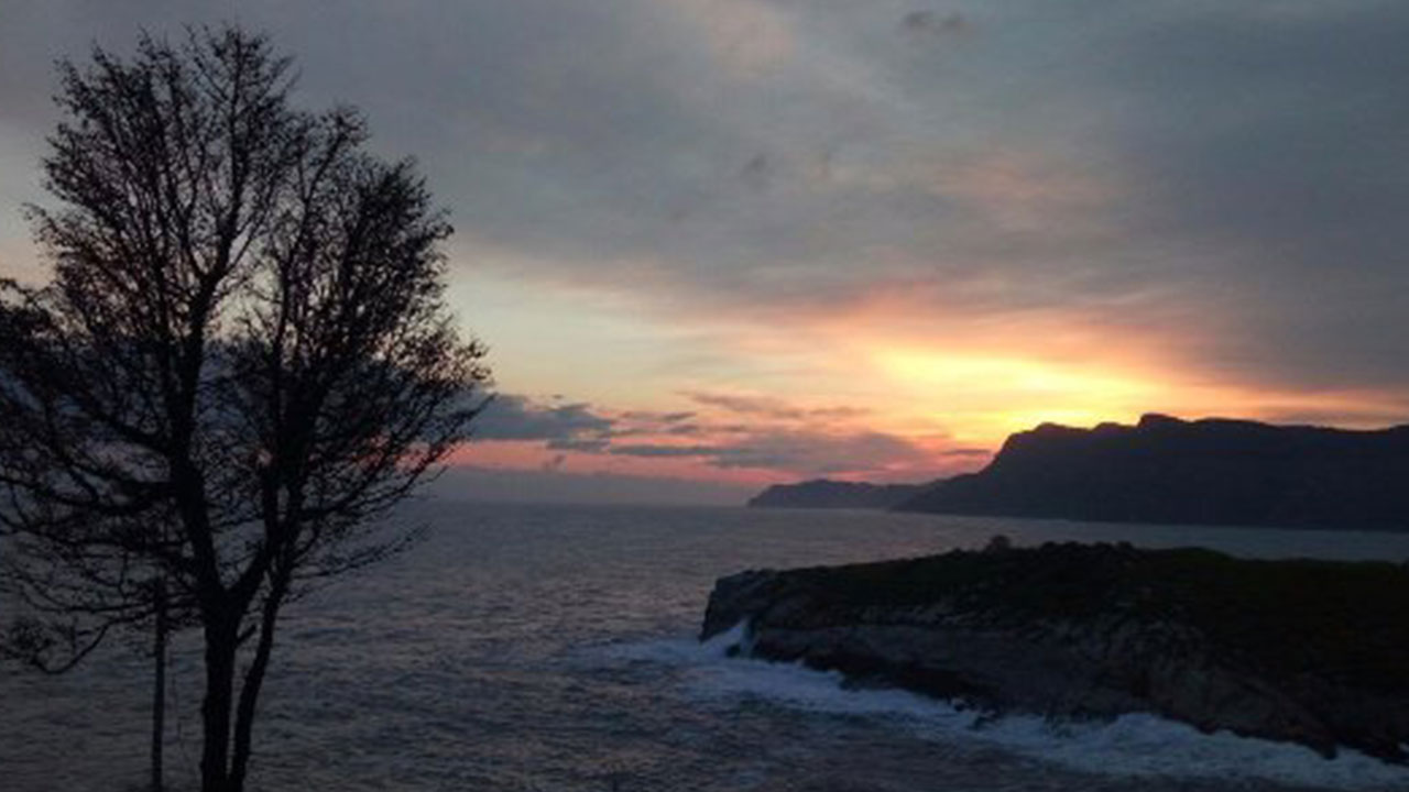 Foto - Ağlayan ağaç neden kesildi: Ciddi şüpheler var