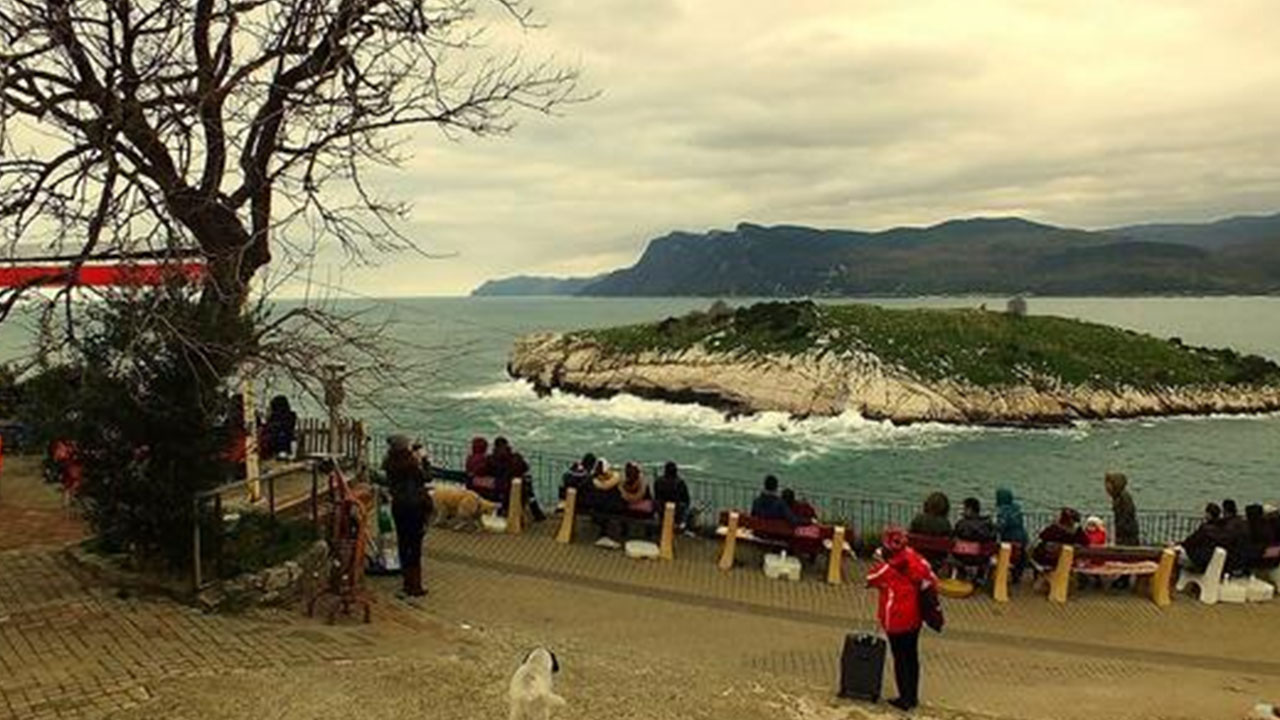 Foto - Ağlayan ağaç neden kesildi: Ciddi şüpheler var