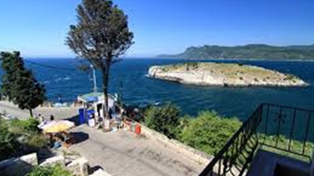 Foto - Ağlayan ağaç neden kesildi: Ciddi şüpheler var