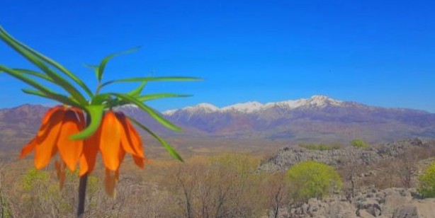 "Ağlayan Gelin" ile "Hüzün Çiçeği" olarak bilinen ters laleleri koparan, araba fiyatı kadar ceza ödüyor