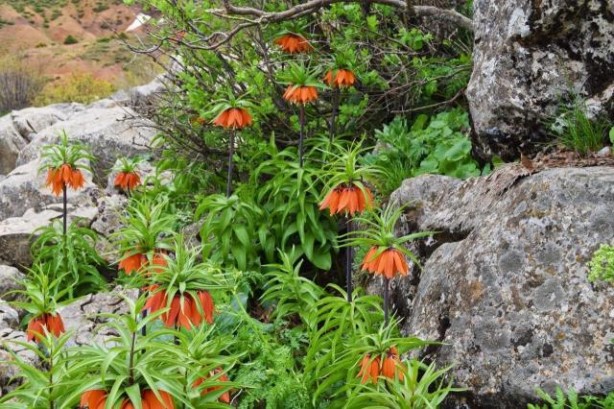 Foto - "Ağlayan Gelin" ile "Hüzün Çiçeği" olarak bilinen ters laleleri koparan, araba fiyatı kadar ceza ödüyor