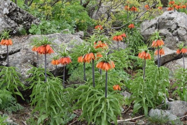 Foto - "Ağlayan Gelin" ile "Hüzün Çiçeği" olarak bilinen ters laleleri koparan, araba fiyatı kadar ceza ödüyor