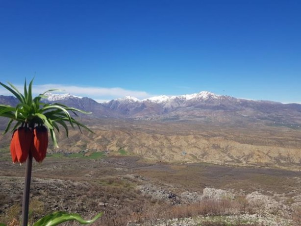 Foto - "Ağlayan Gelin" ile "Hüzün Çiçeği" olarak bilinen ters laleleri koparan, araba fiyatı kadar ceza ödüyor