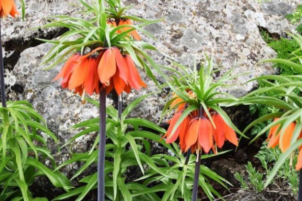 Foto - "Ağlayan Gelin" ile "Hüzün Çiçeği" olarak bilinen ters laleleri koparan, araba fiyatı kadar ceza ödüyor