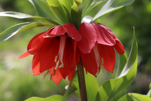 Foto - 'Ağlayan Gelin'i koparanlar şimdi fena yanacak! Bu detaya dikkat...