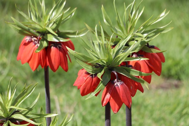 Foto - 'Ağlayan Gelin'i koparanlar şimdi fena yanacak! Bu detaya dikkat...